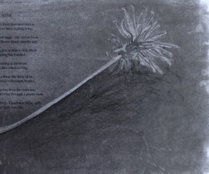 Dandelion, in charcoal