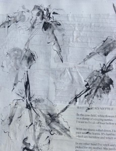 White Dead Nettle, pen and ink